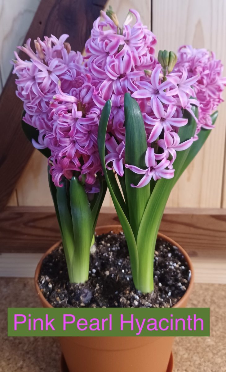 Potted Hyacinth Flowers